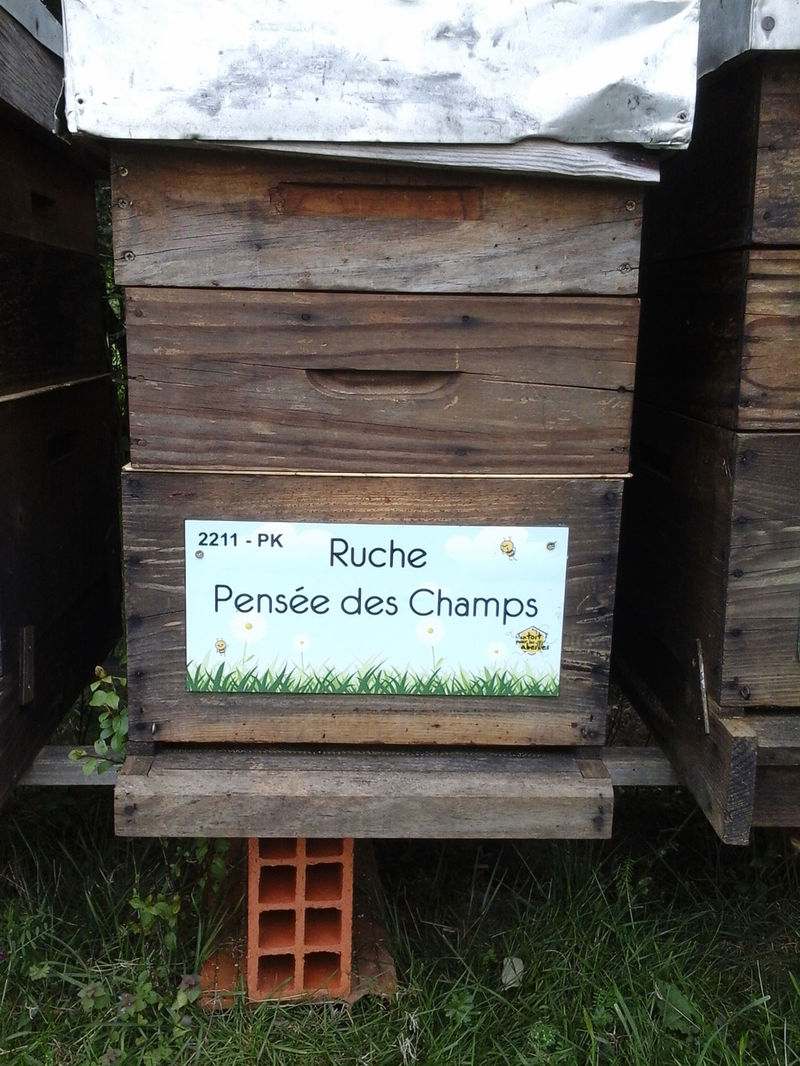 La ruche Pensée des Champs