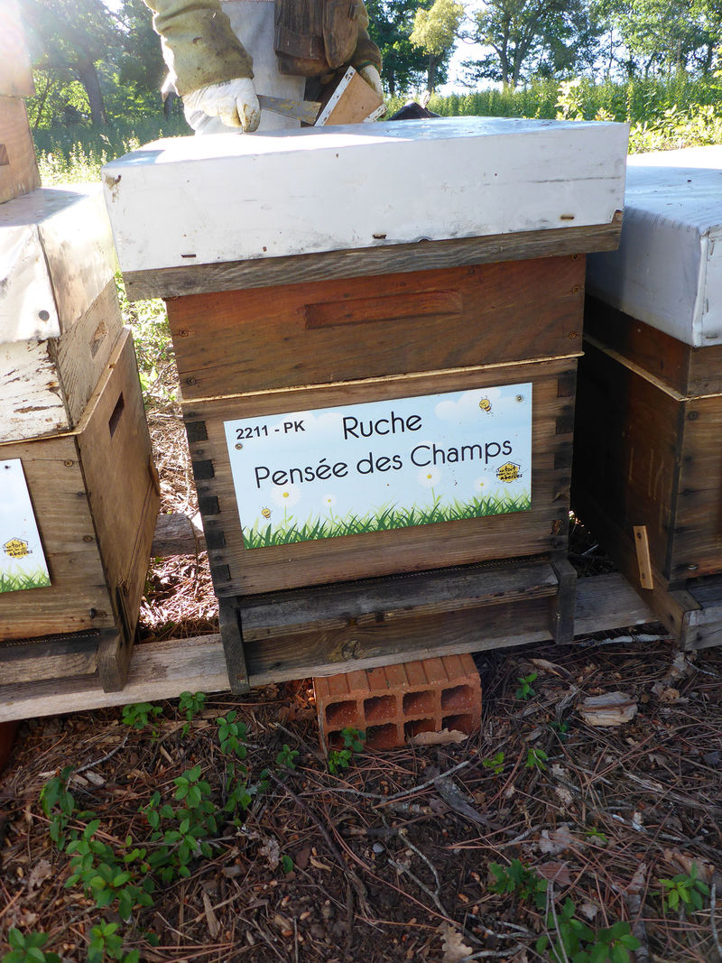 La ruche Pensée des Champs