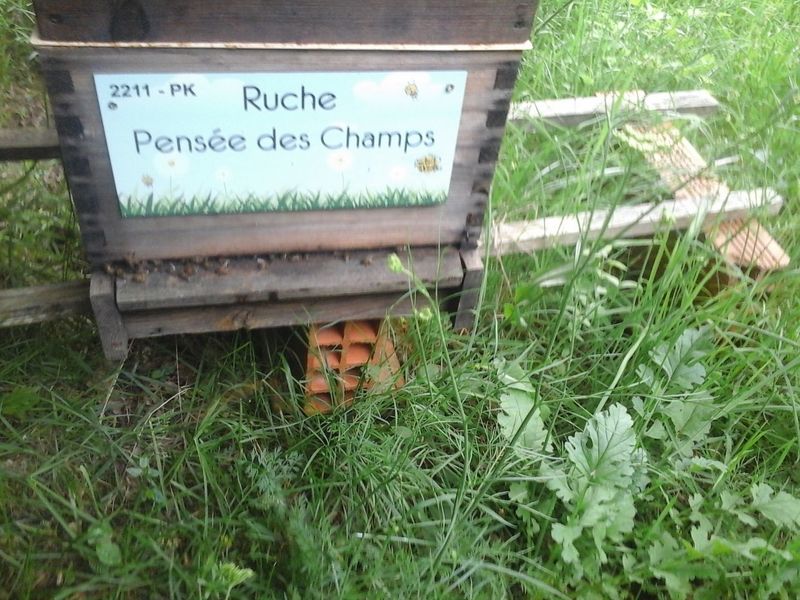 La ruche Pensée des Champs
