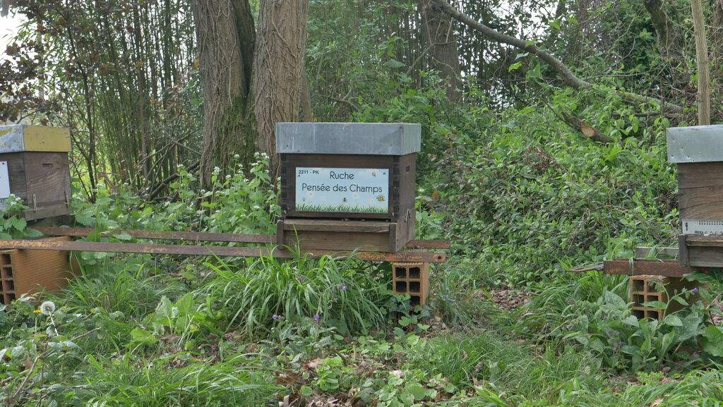 La ruche Pensée des Champs