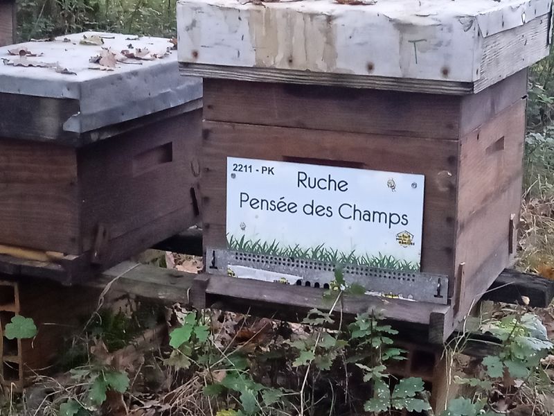 La ruche Pensée des Champs