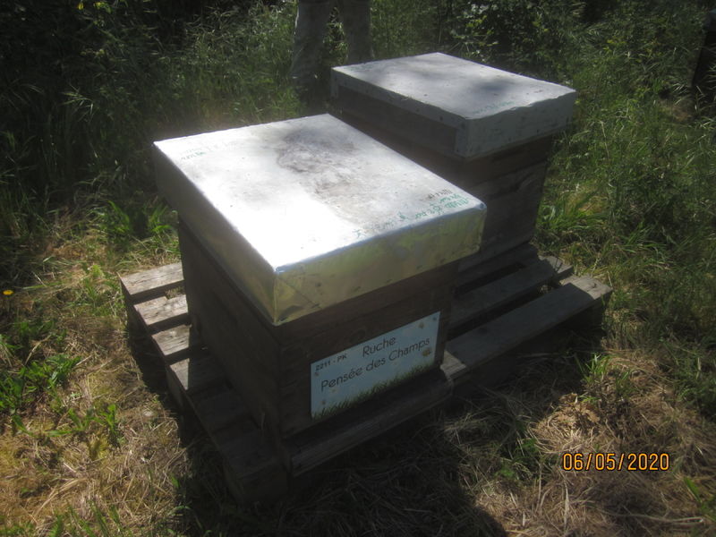 La ruche Pensée des Champs