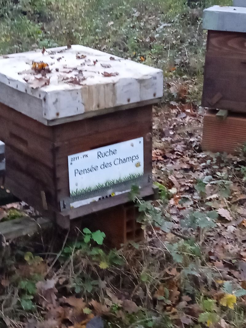 La ruche Pensée des Champs