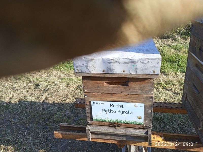 La ruche Petite Pyrole