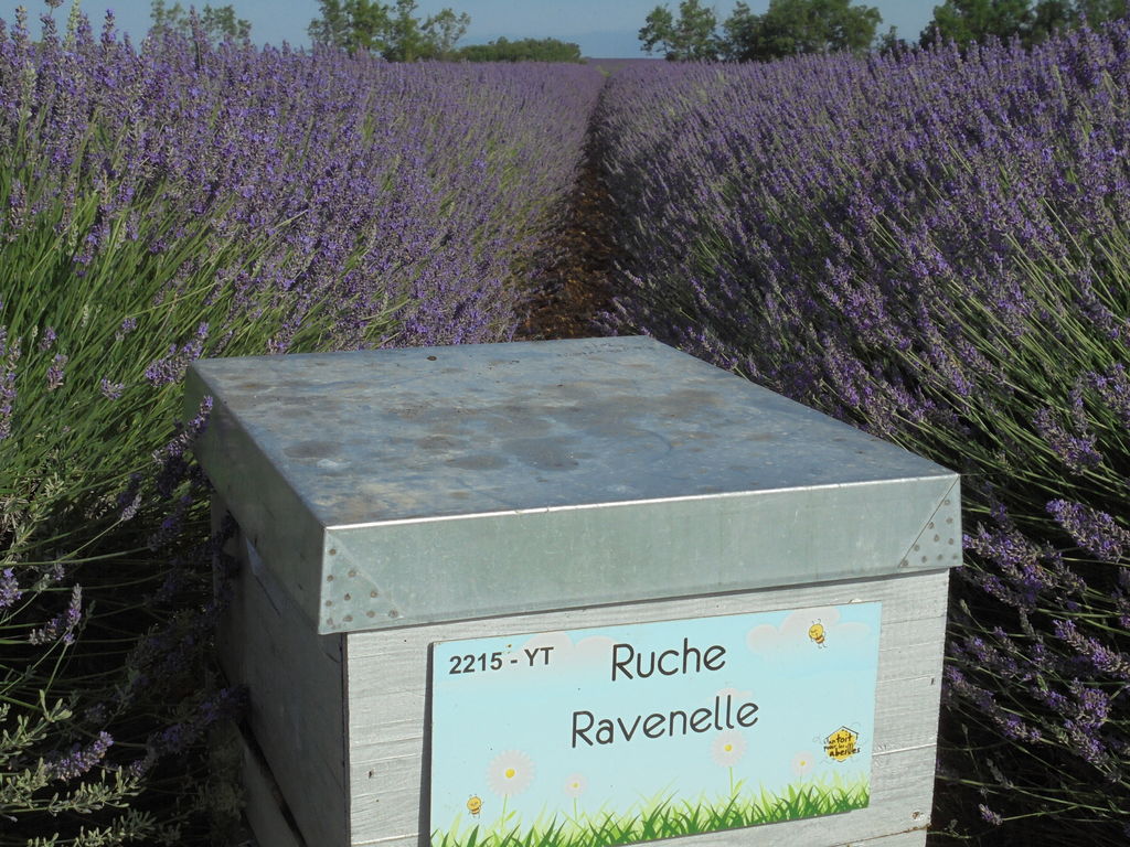 La ruche