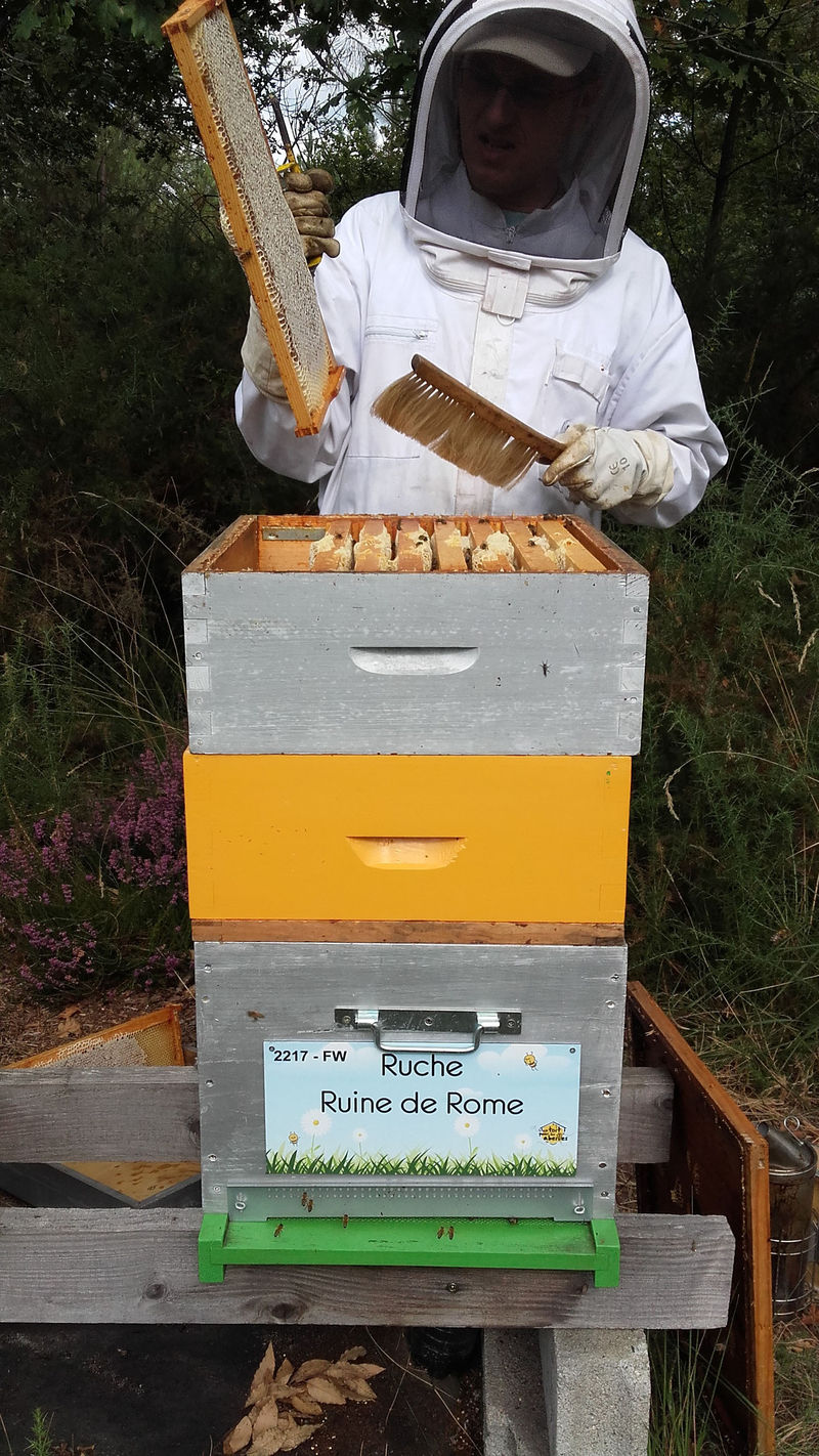 La ruche Ruine de Rome