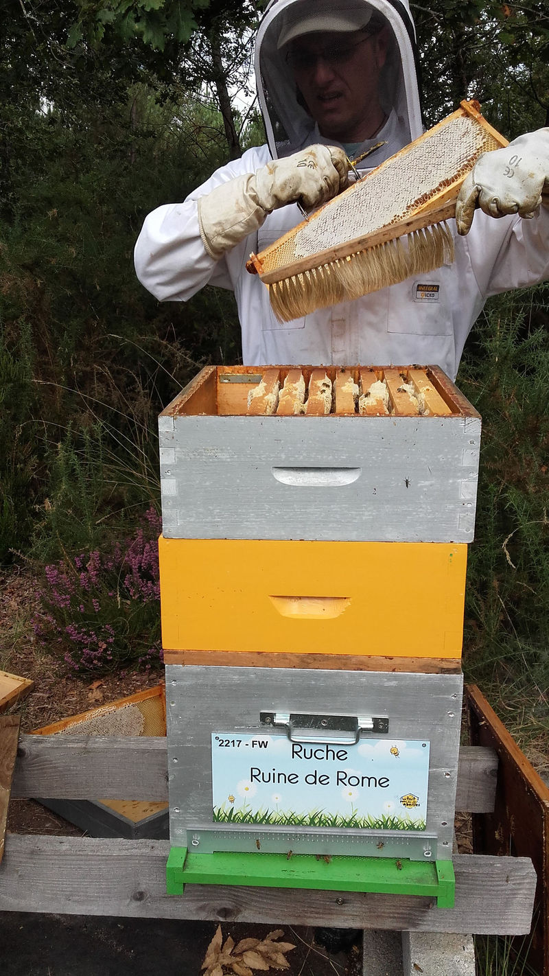 La ruche Ruine de Rome