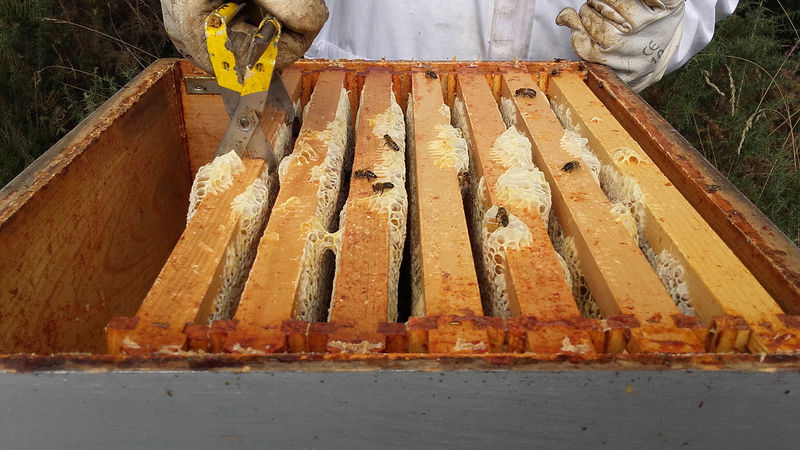 La ruche Ruine de Rome