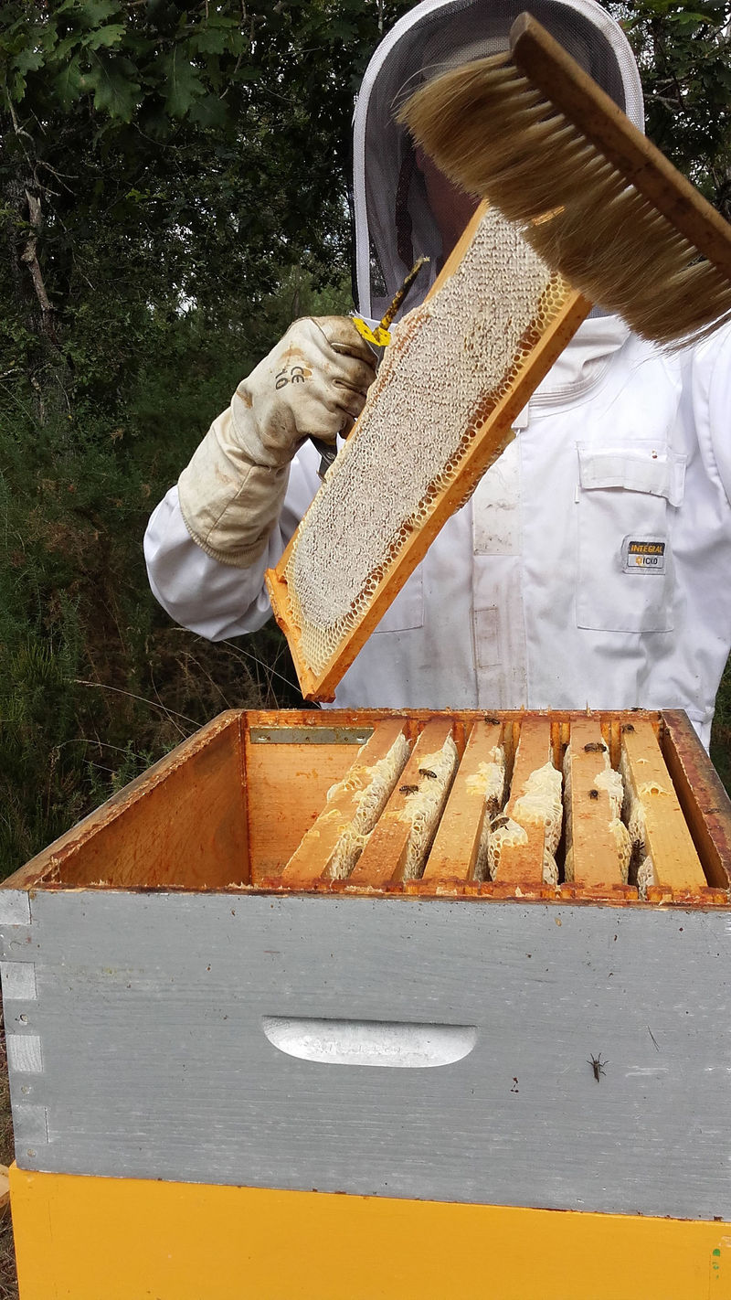 La ruche Ruine de Rome