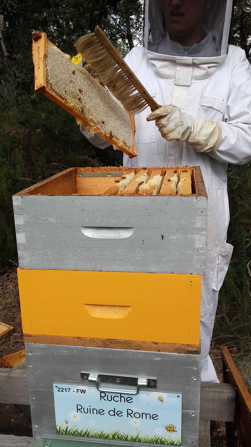 La ruche Ruine de Rome