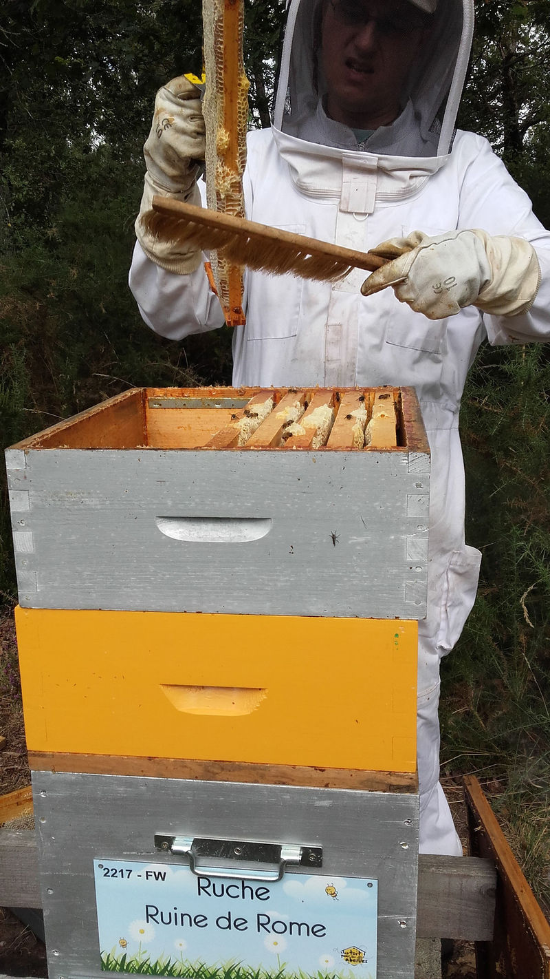 La ruche Ruine de Rome