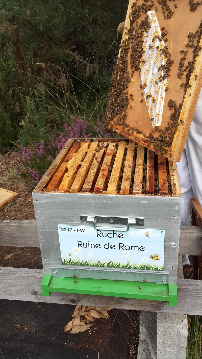 La ruche Ruine de Rome