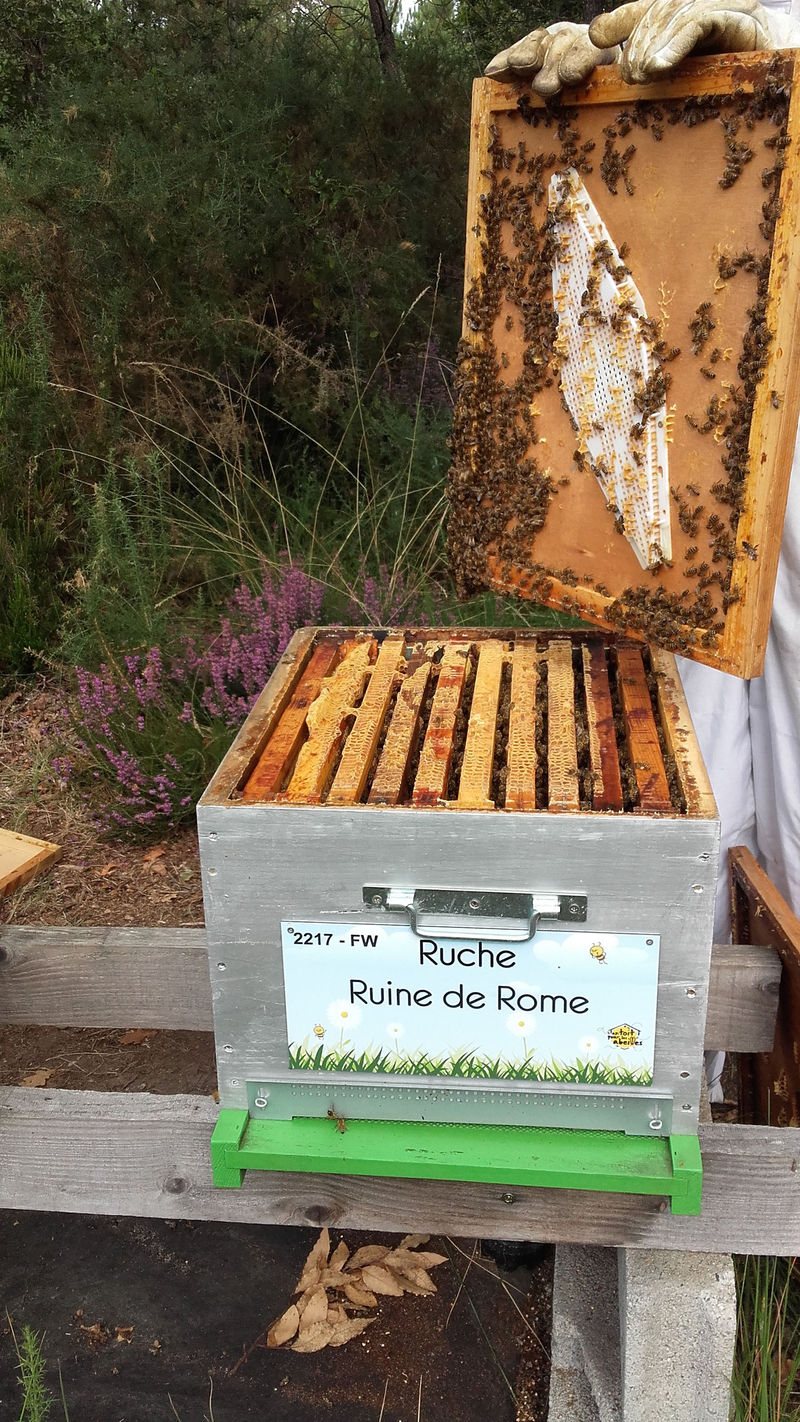 La ruche Ruine de Rome