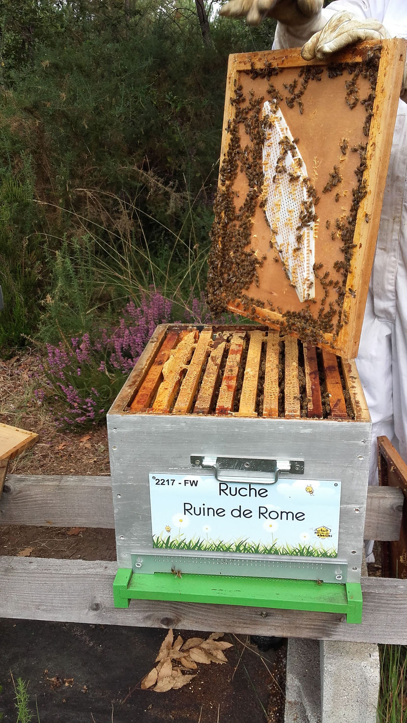 La ruche Ruine de Rome