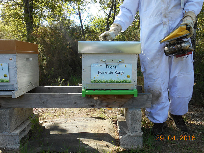 La ruche Ruine de Rome