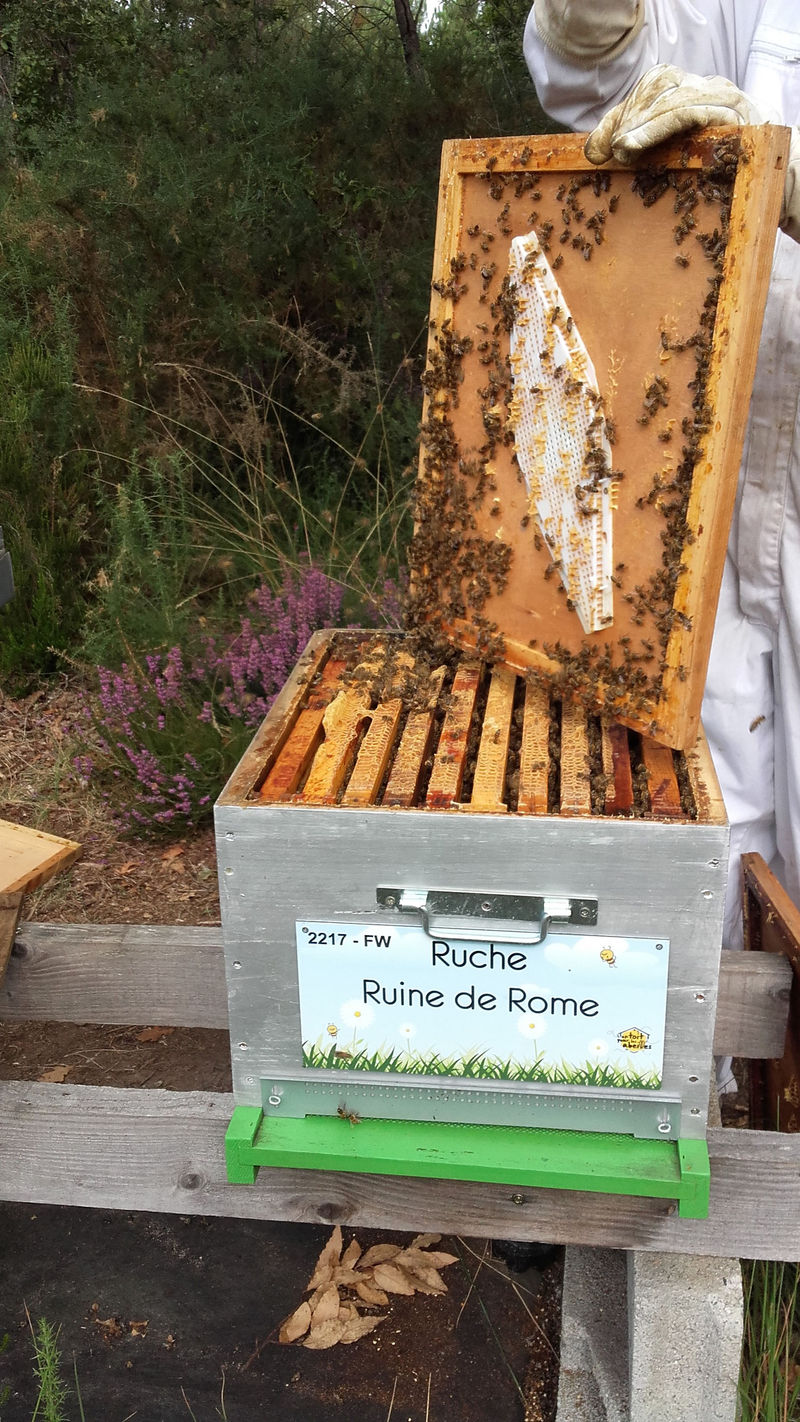 La ruche Ruine de Rome