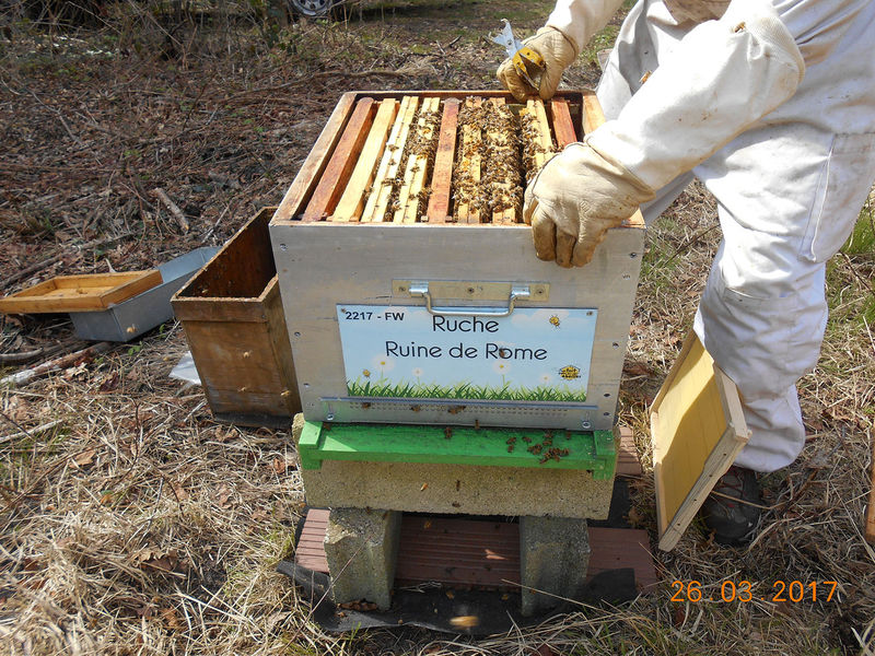 La ruche Ruine de Rome