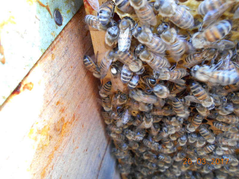 La ruche Ruine de Rome