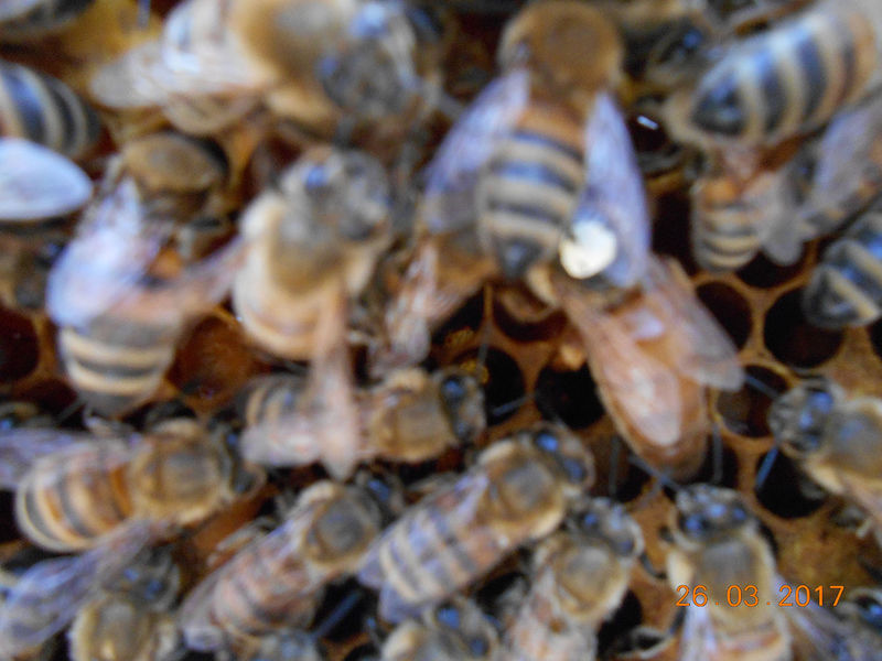 La ruche Ruine de Rome