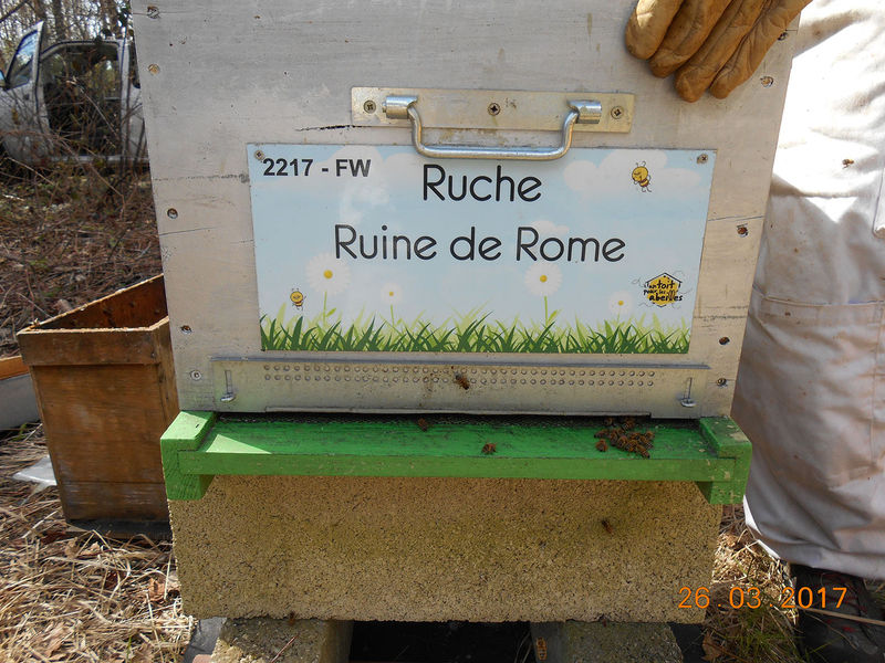 La ruche Ruine de Rome