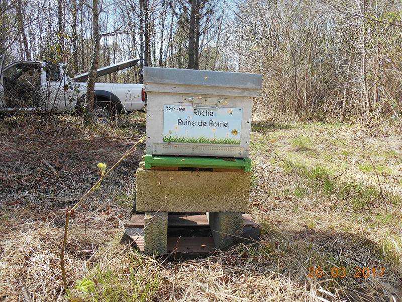 La ruche Ruine de Rome
