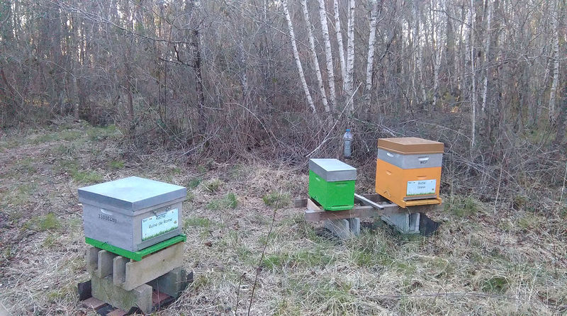 La ruche Ruine de Rome