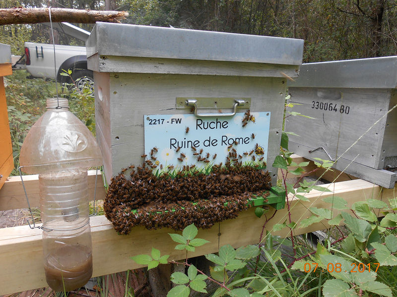 La ruche Ruine de Rome