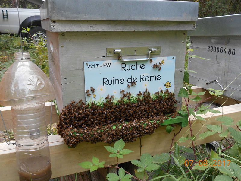 La ruche Ruine de Rome