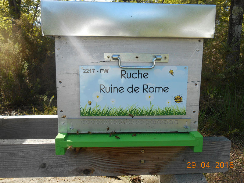 La ruche Ruine de Rome