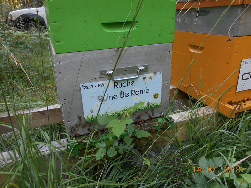 La ruche Ruine de Rome