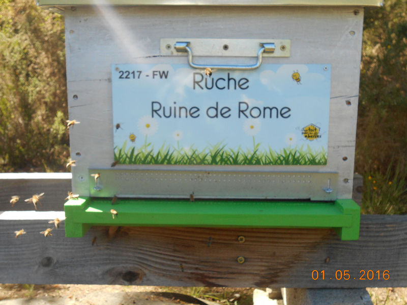 La ruche Ruine de Rome