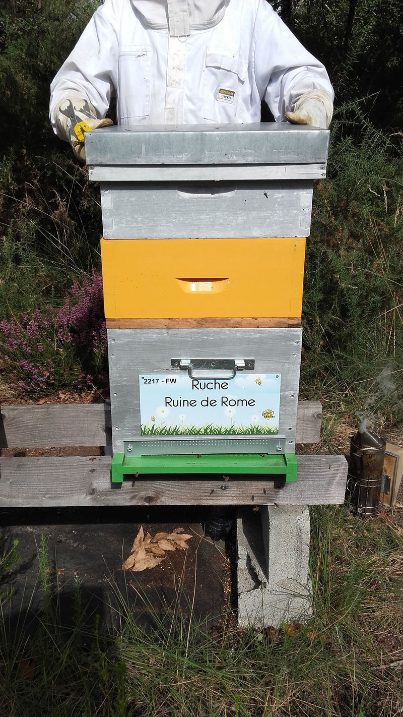 La ruche Ruine de Rome