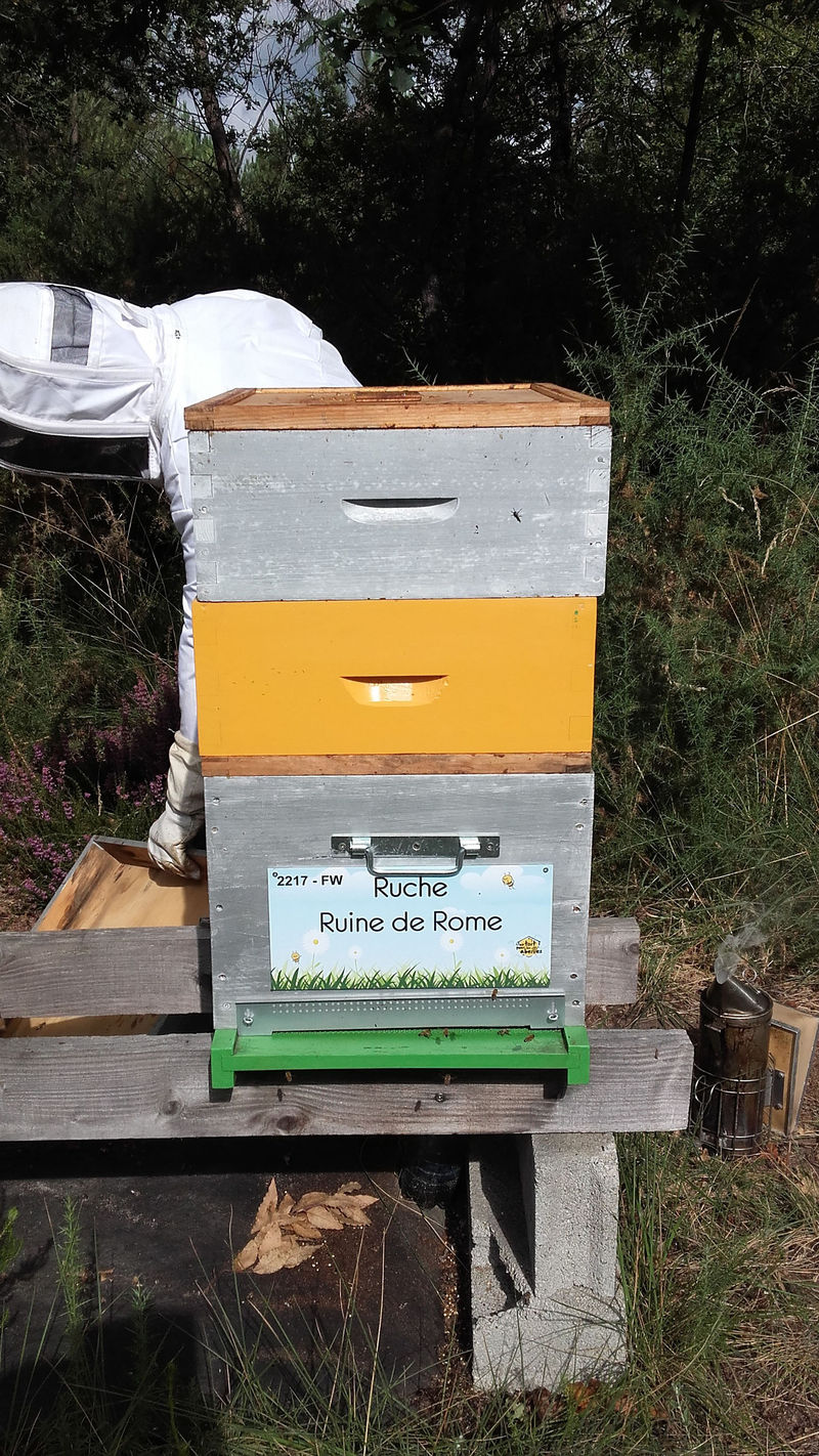 La ruche Ruine de Rome