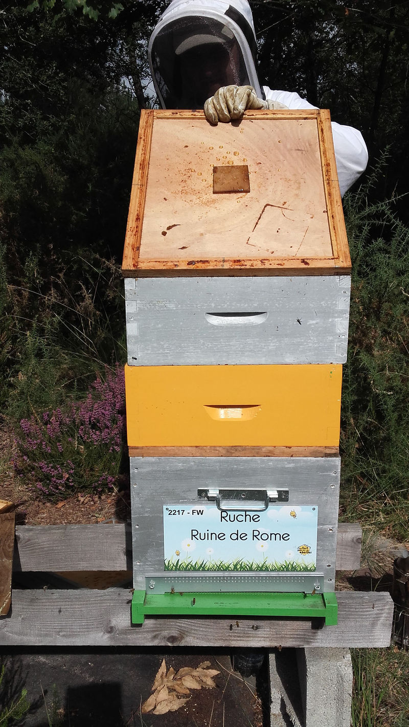 La ruche Ruine de Rome