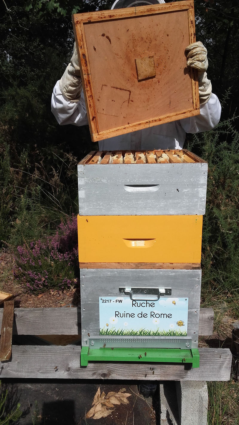 La ruche Ruine de Rome