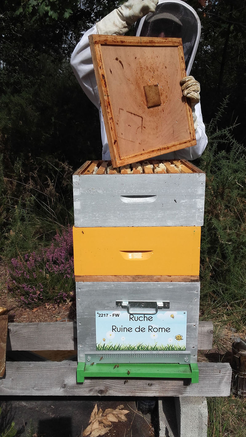 La ruche Ruine de Rome