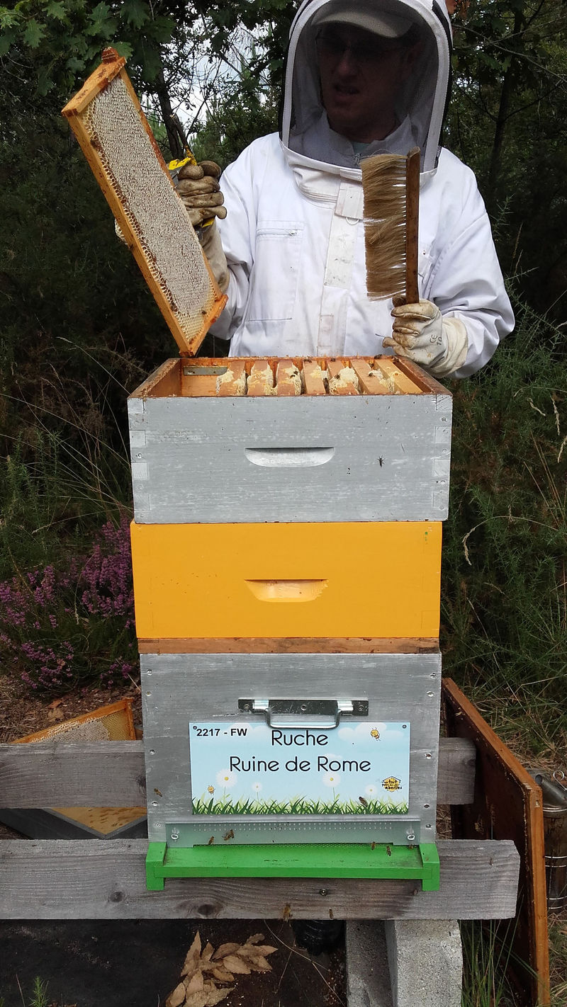 La ruche Ruine de Rome