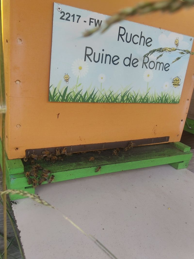 La ruche Ruine de Rome