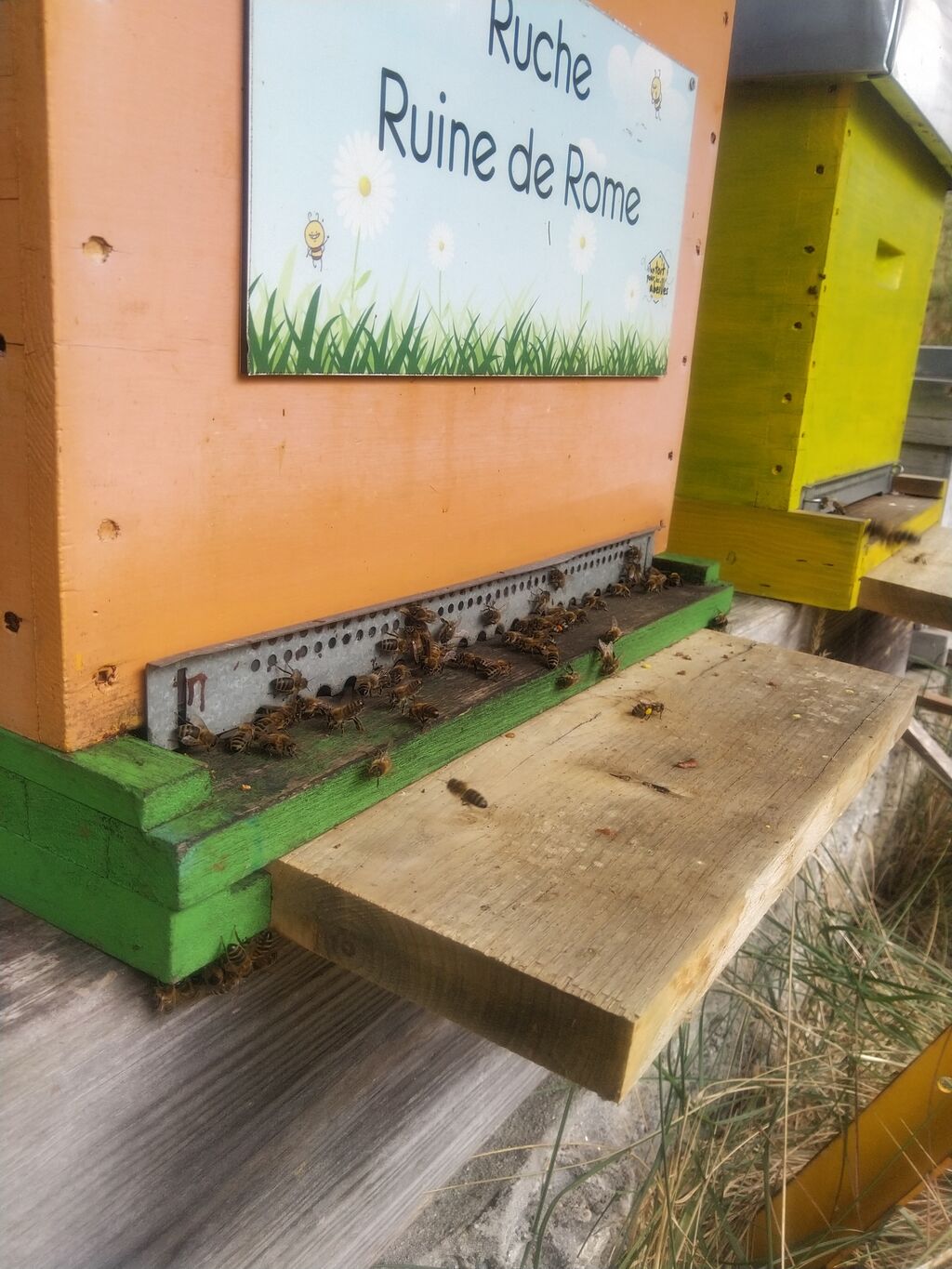 La ruche Ruine de Rome