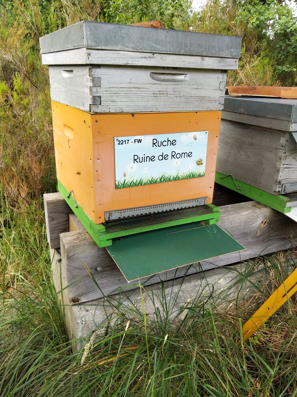 La ruche Ruine de Rome