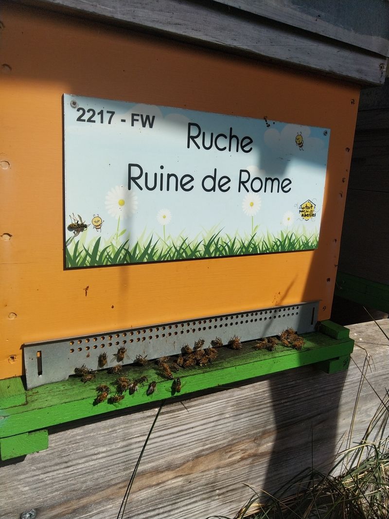 La ruche Ruine de Rome