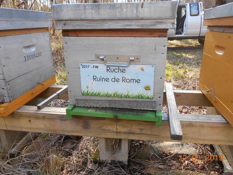 La ruche Ruine de Rome
