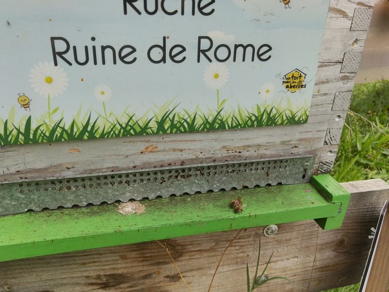 La ruche Ruine de Rome