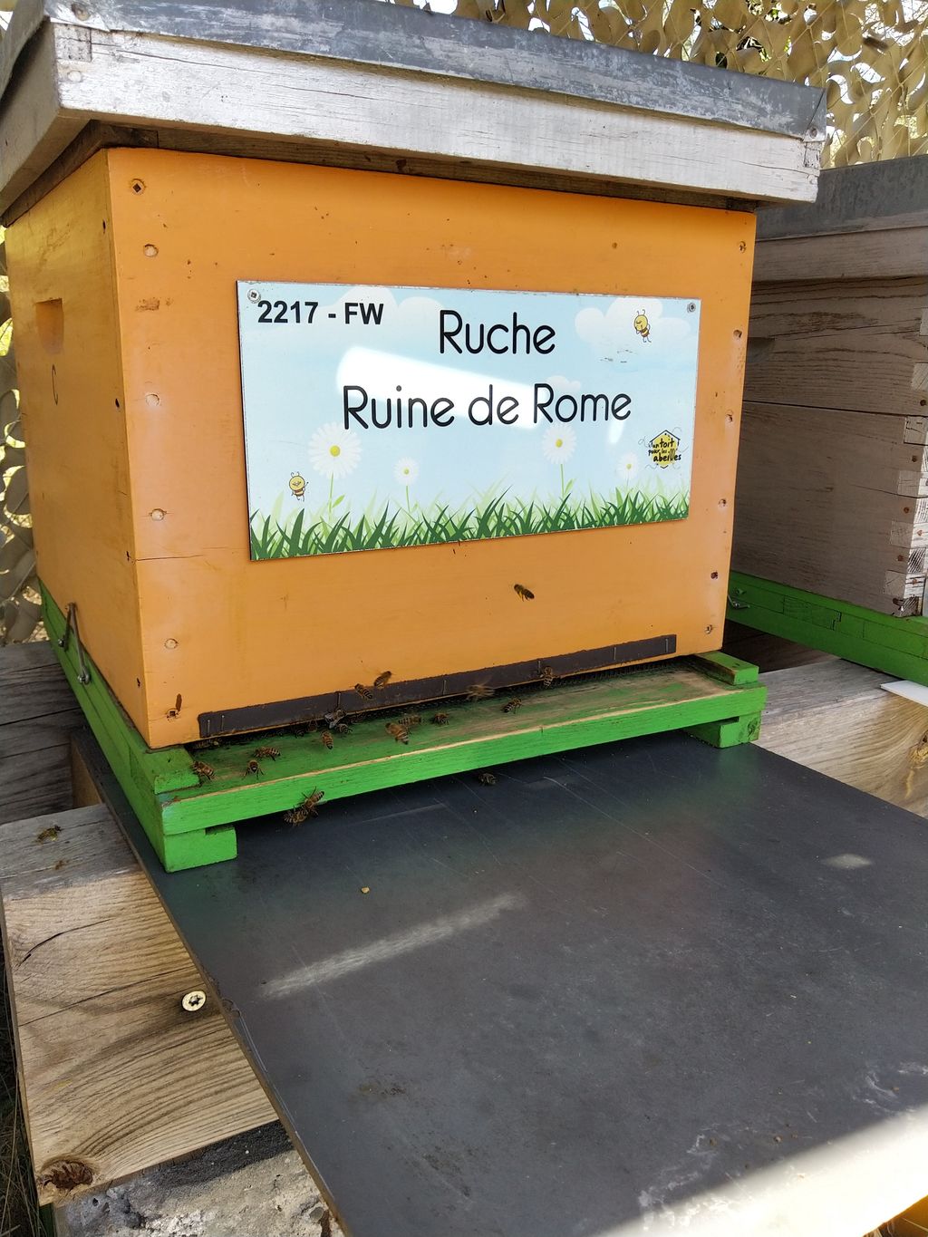 La ruche Ruine de Rome