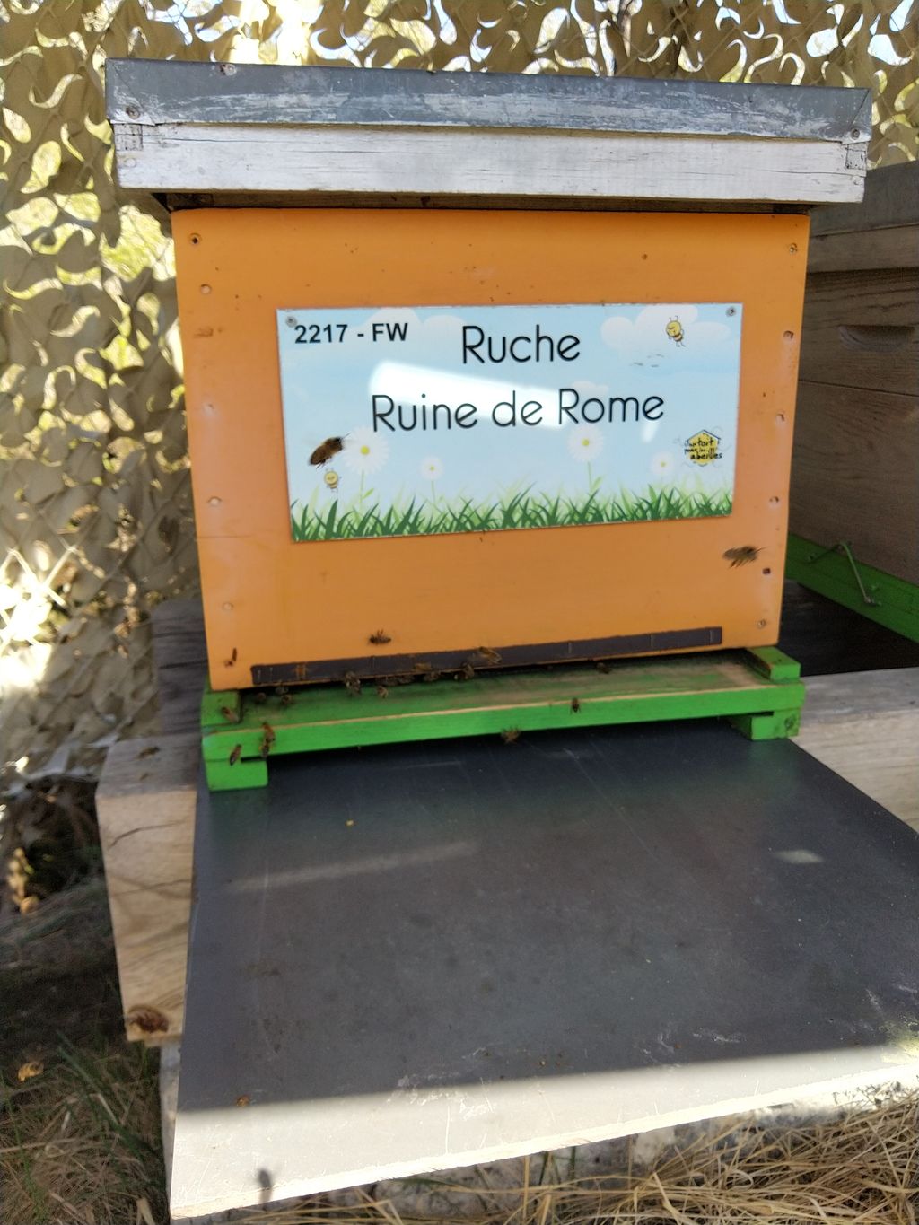 La ruche Ruine de Rome