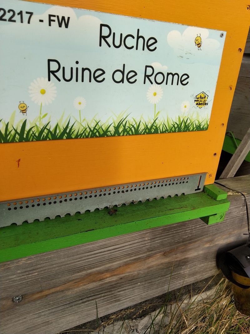 La ruche Ruine de Rome