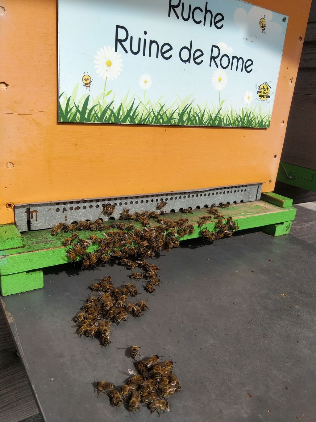 La ruche Ruine de Rome