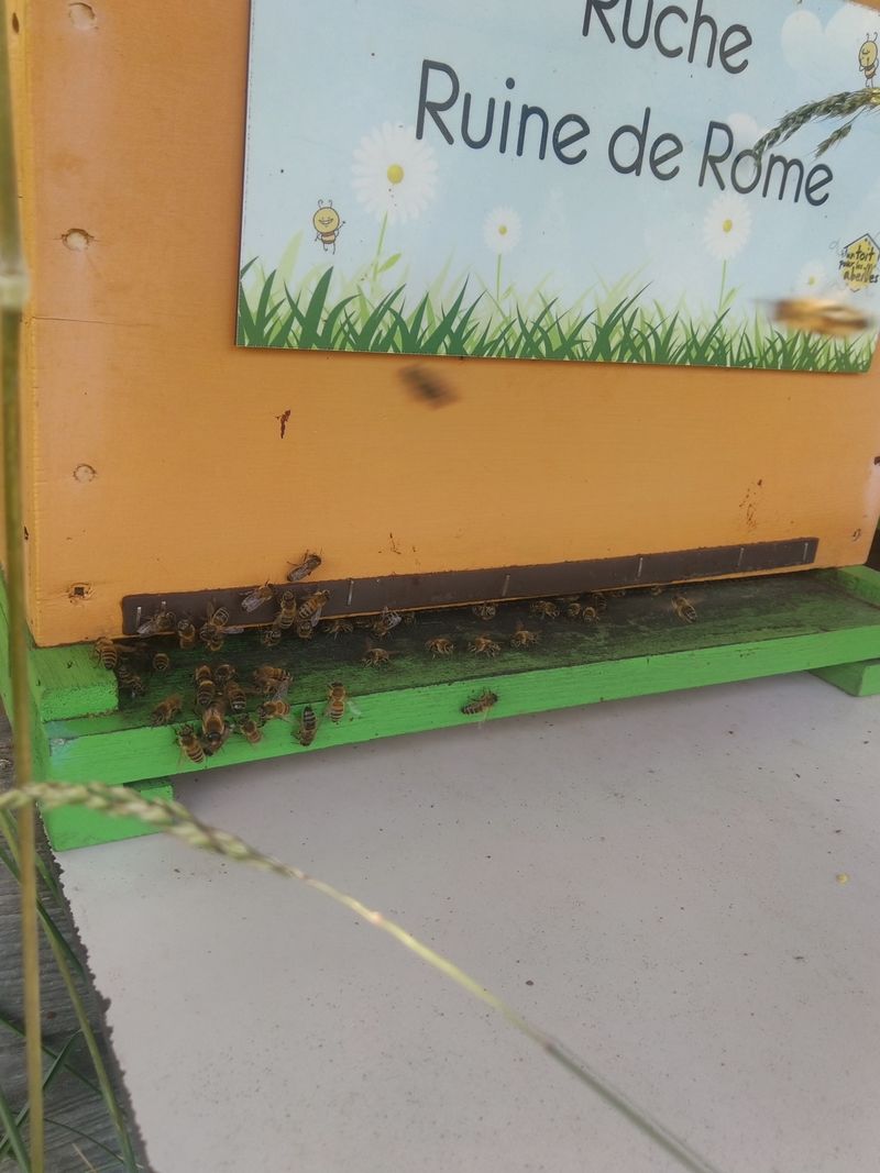 La ruche Ruine de Rome