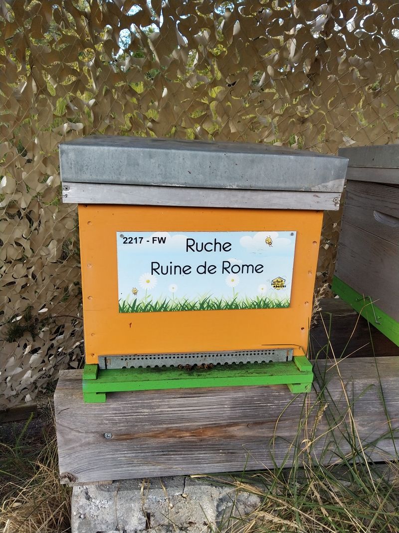 La ruche Ruine de Rome