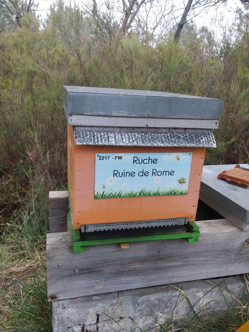 La ruche Ruine de Rome